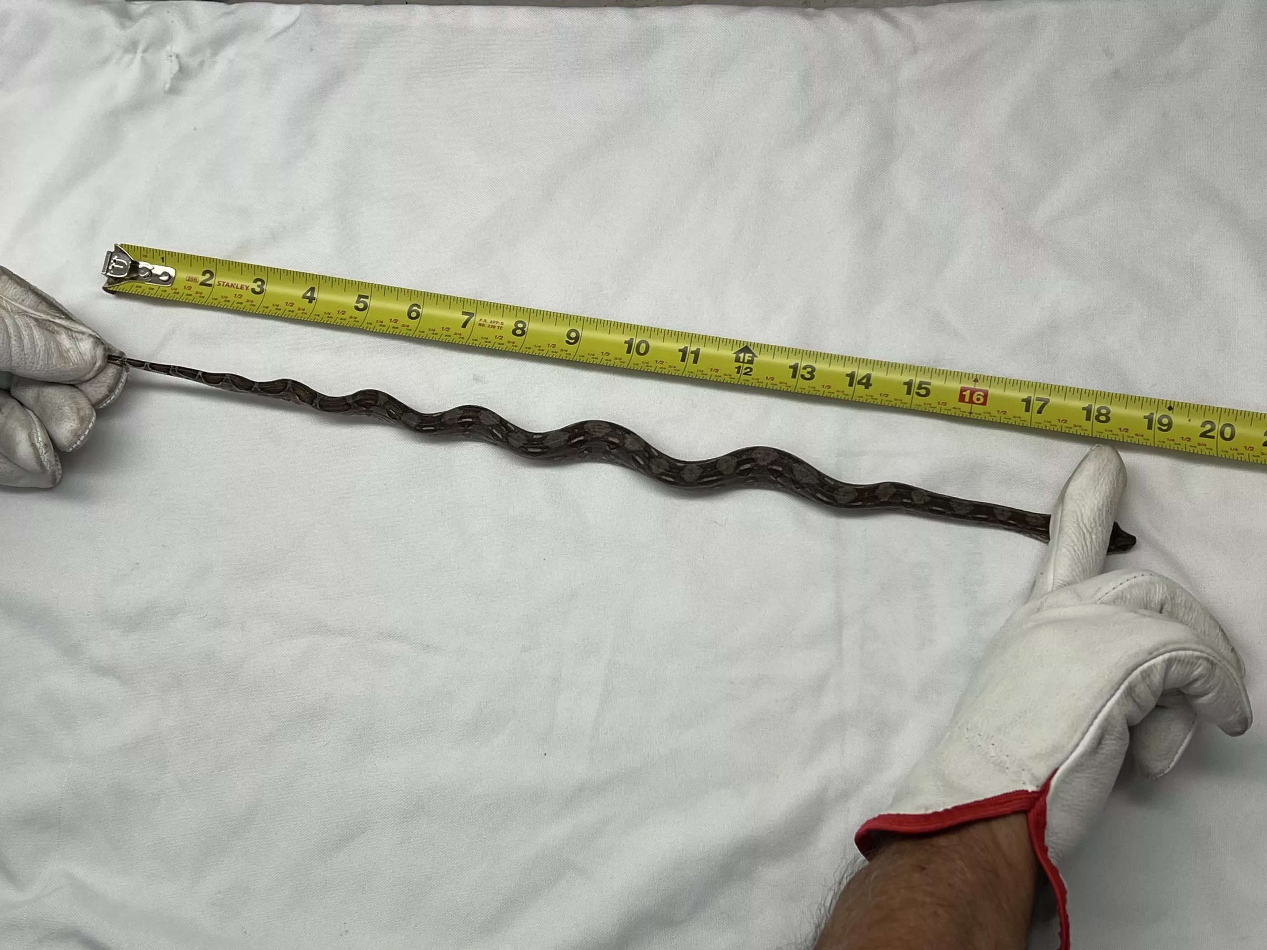 snake-from-ship-7-29-23-scaled-1-jpeg-2