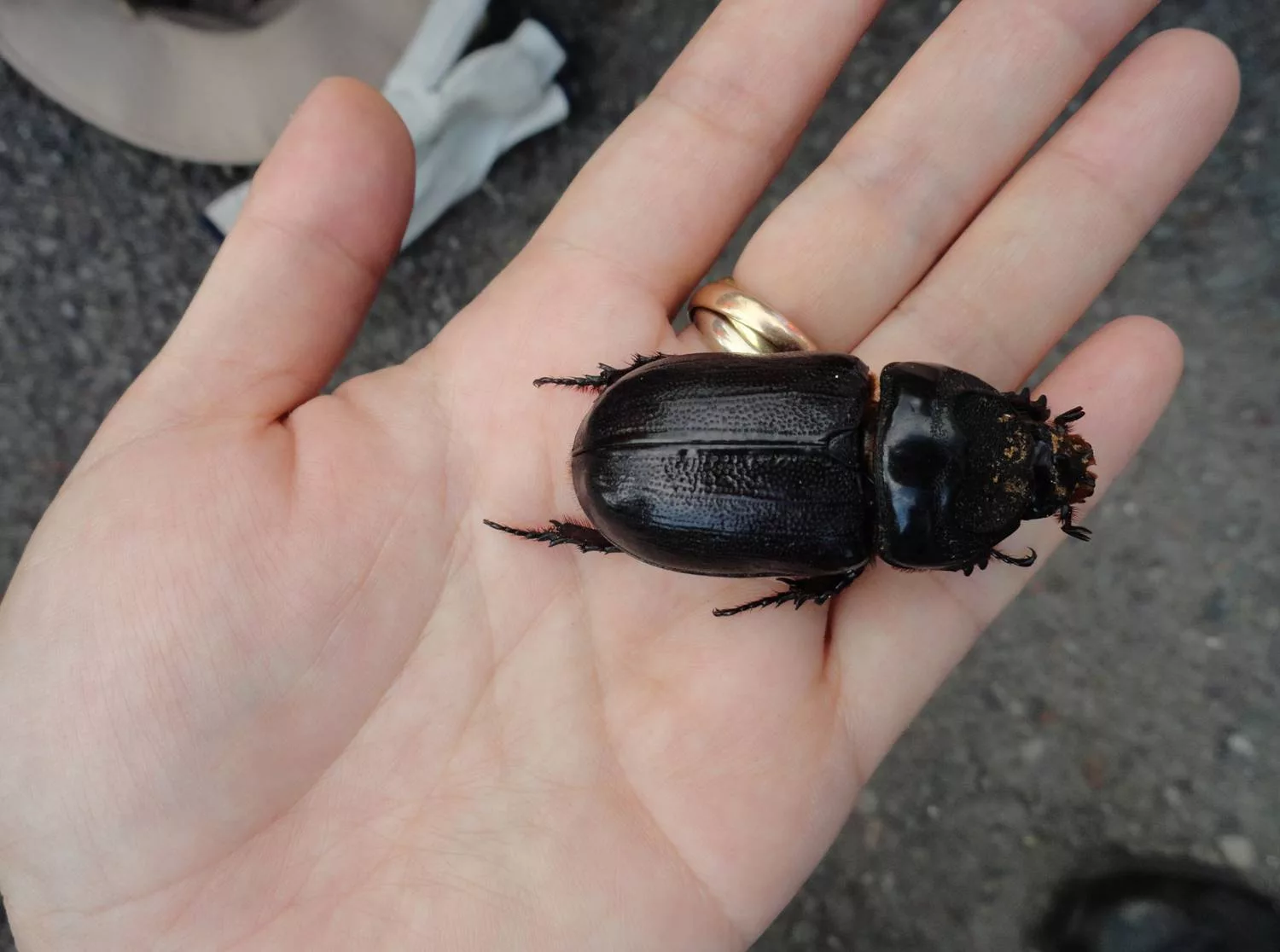 Coconut Rhinoceros Beetle Grubs Found in Waikoloa Village | KPUA