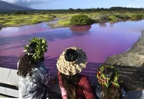 pink-pond-ap-jpeg-2