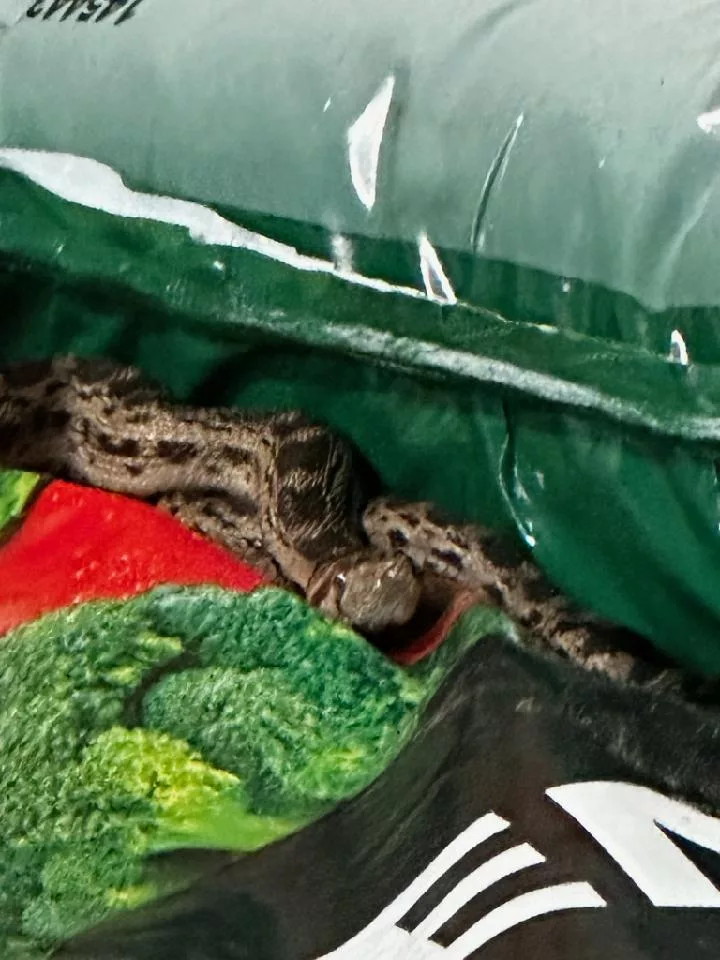 snake-molokai-2024-department-of-agriculture-jpeg-3