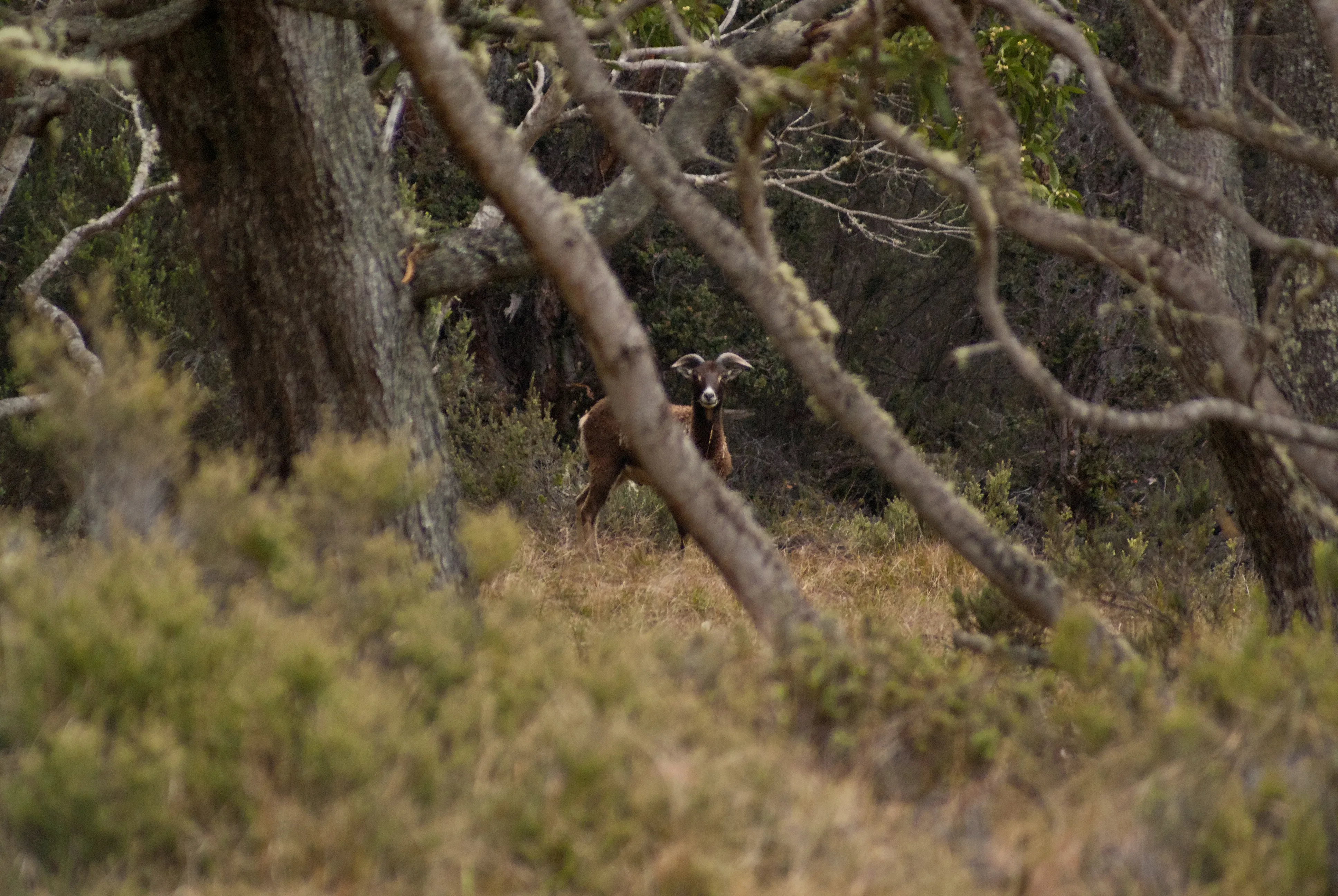 mouflon-sheep-dlnr-photo-jpeg-3