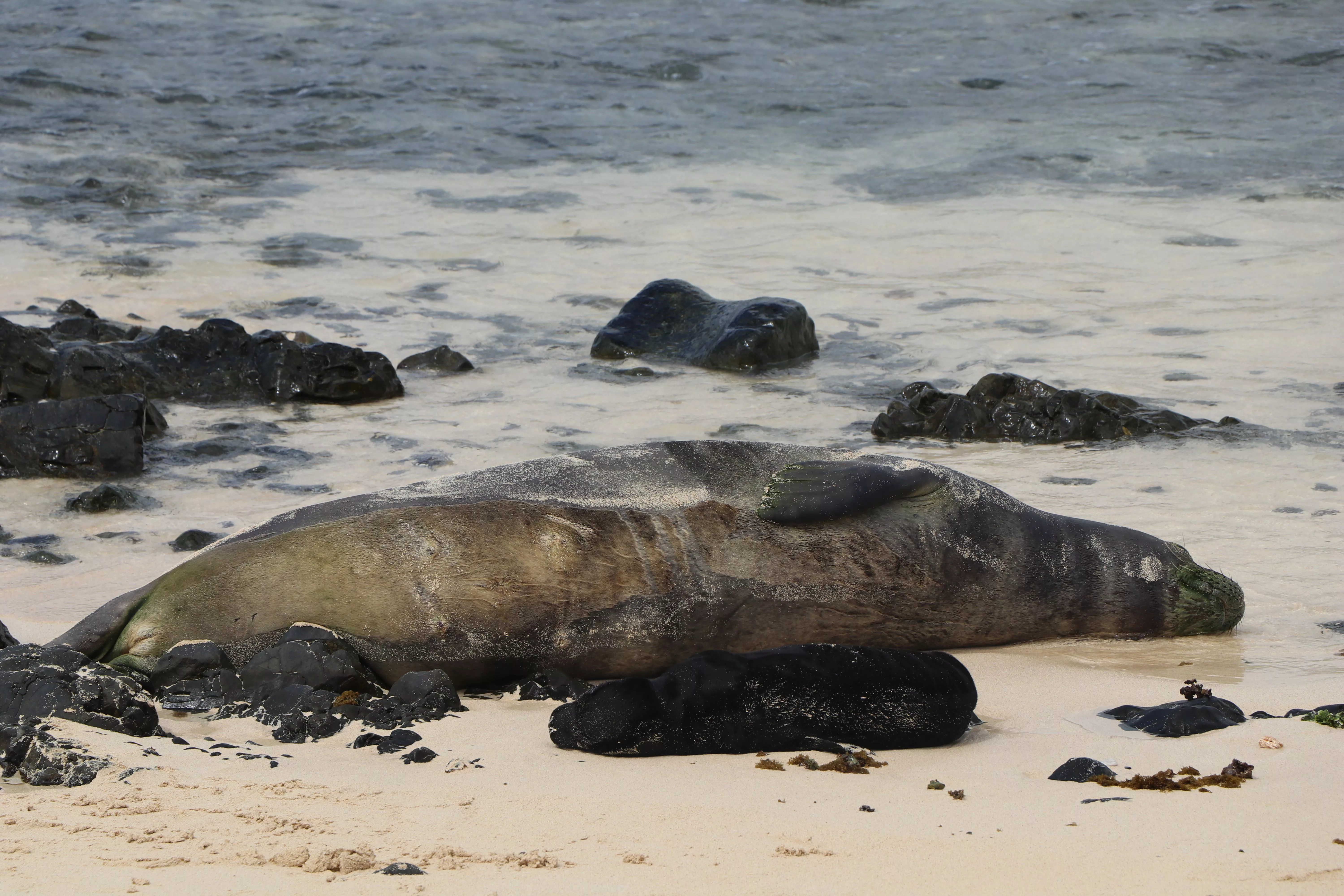 mokulua-monk-seal-dlnr-photo-jpeg-3
