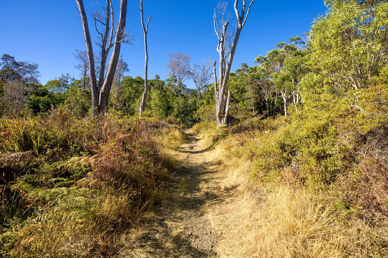 havo_20240715-kipukapuaulu-trail-hvnp_j-wei-2-jpg-3
