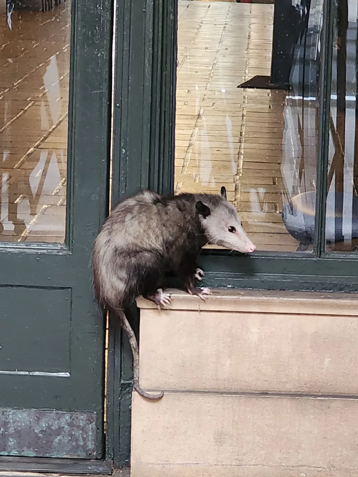 opossum1-department-of-agriculture-photo-jpg-3