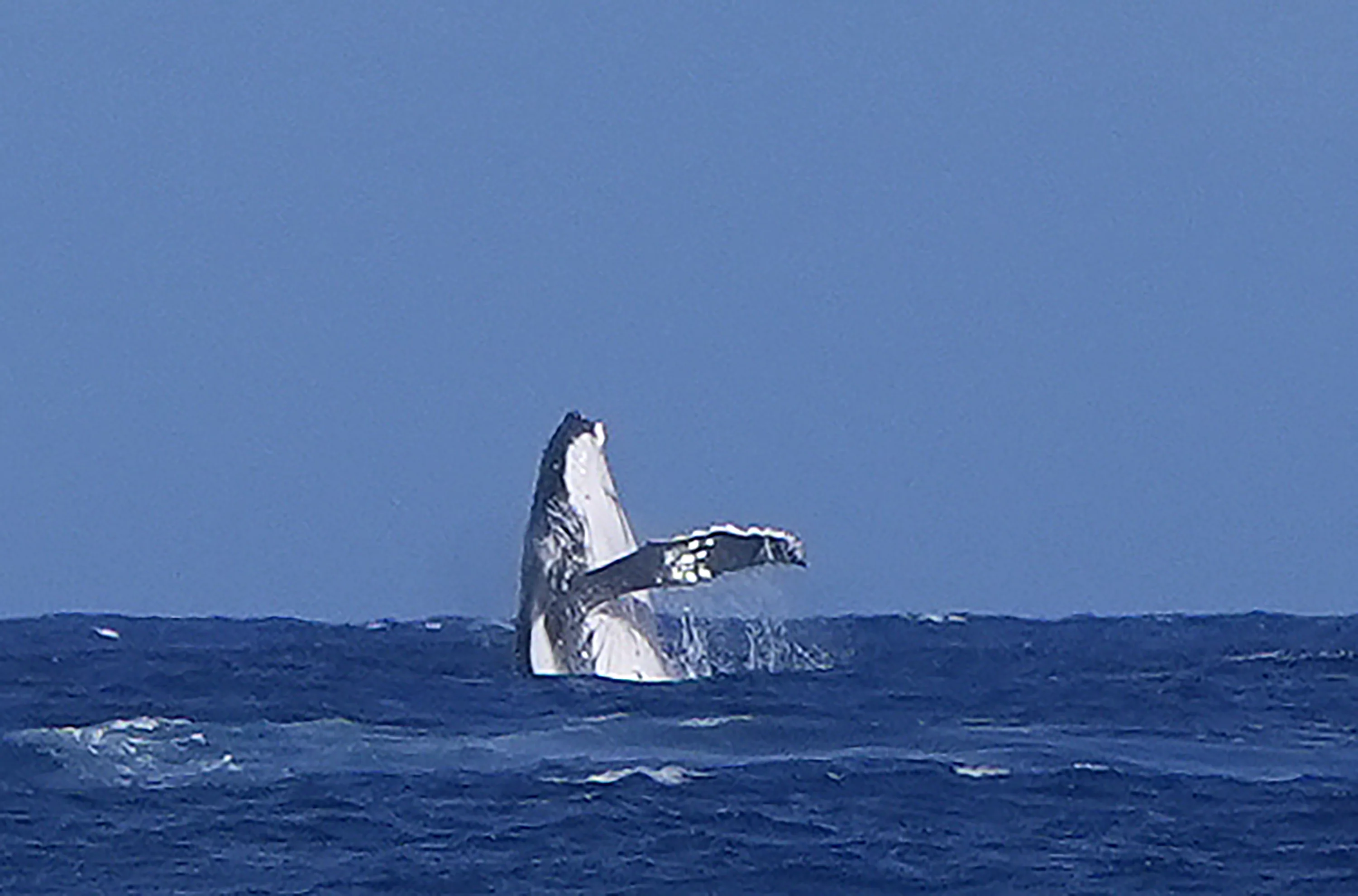 Whale Breach Seen During Paris Olympics Surfing Semifinal Competition