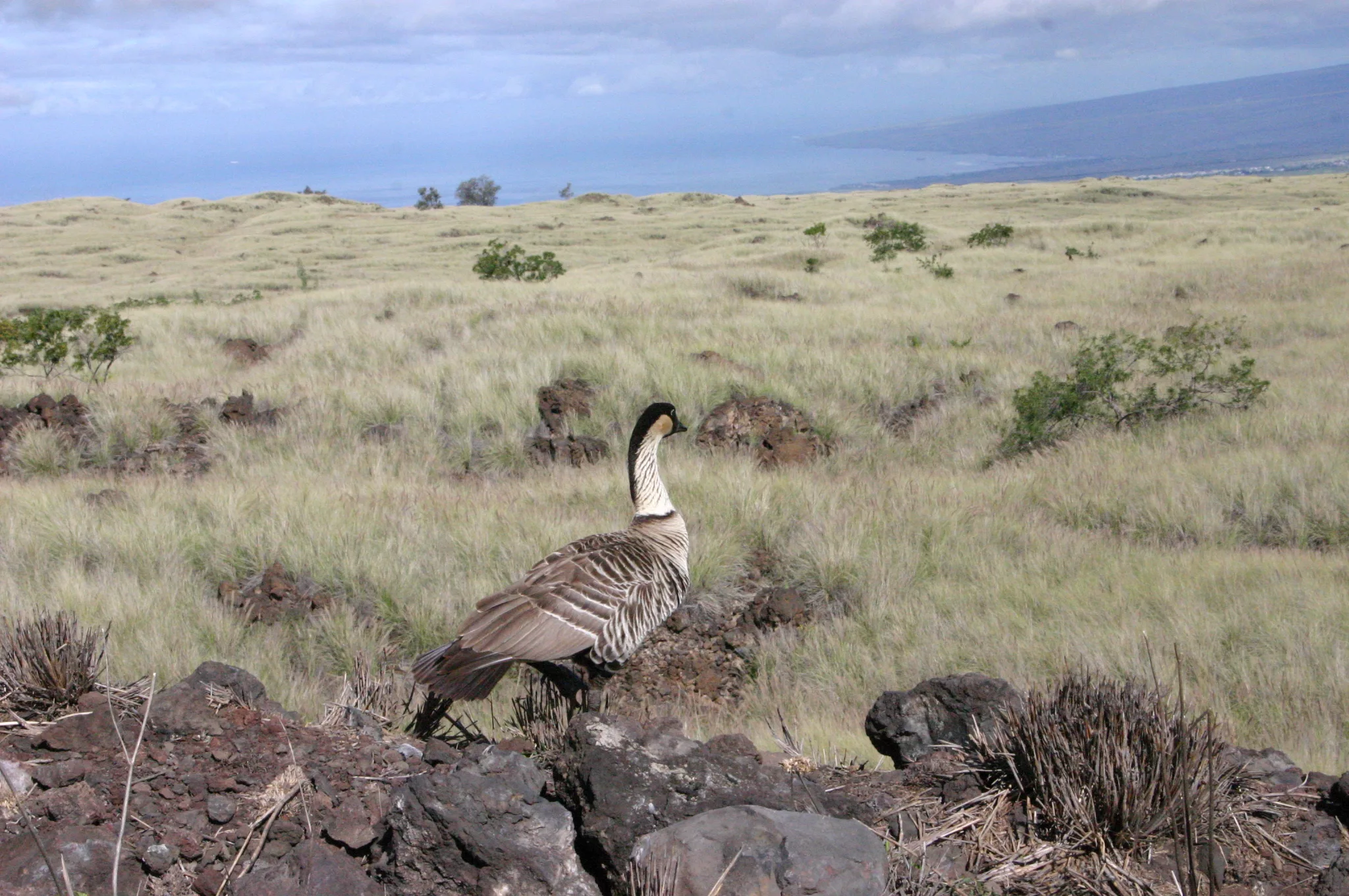 puu-anahulu-aerials-dlnr-photo-jpg-3