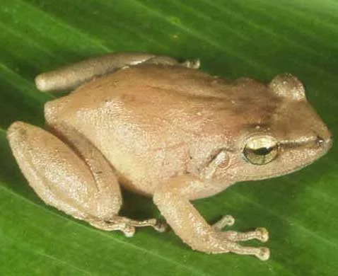 coqui-frog-2024-dlnr-photo-jpg-3