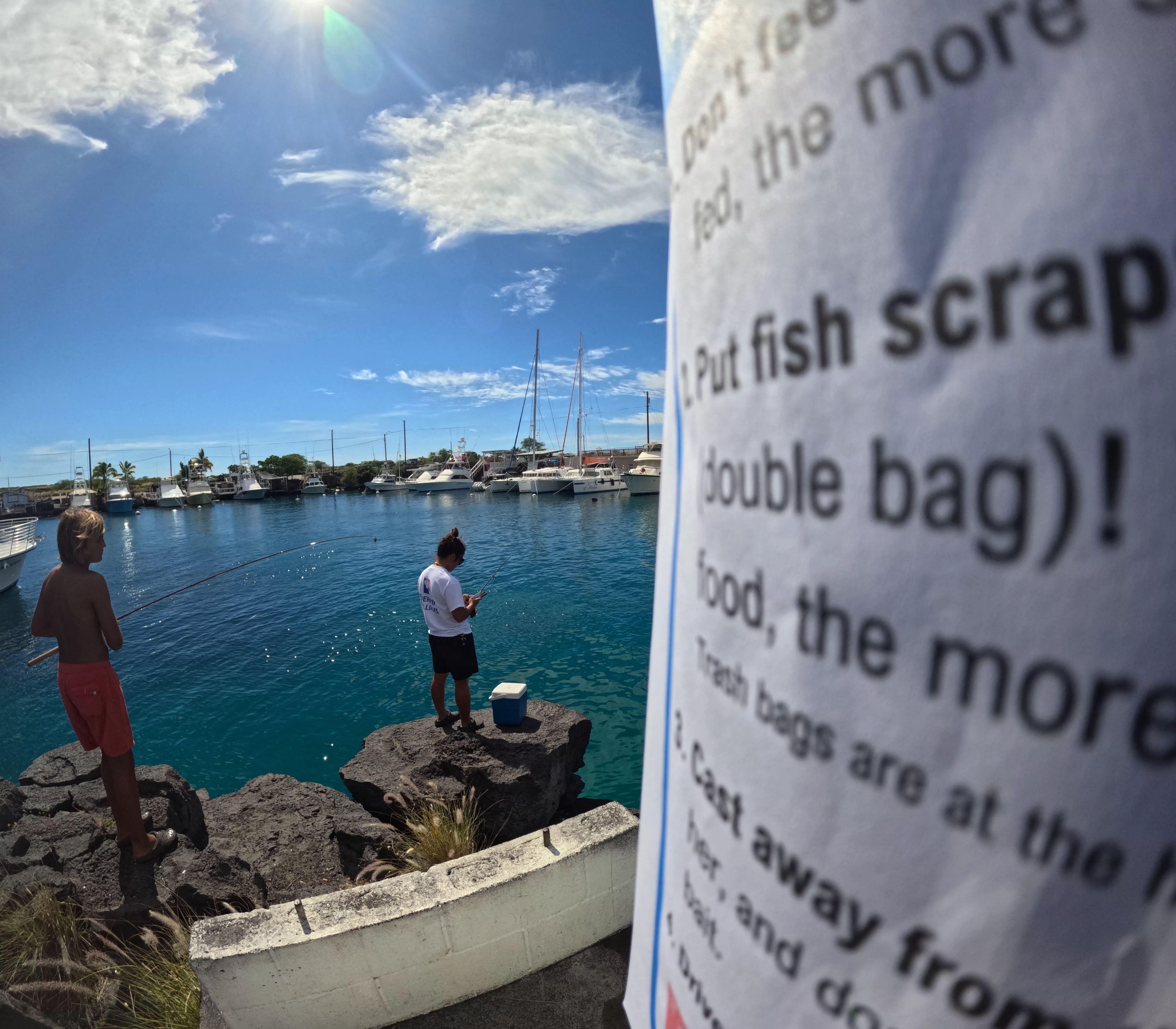 monk-seal-at-harbor-dlnr-photo-jpg-3