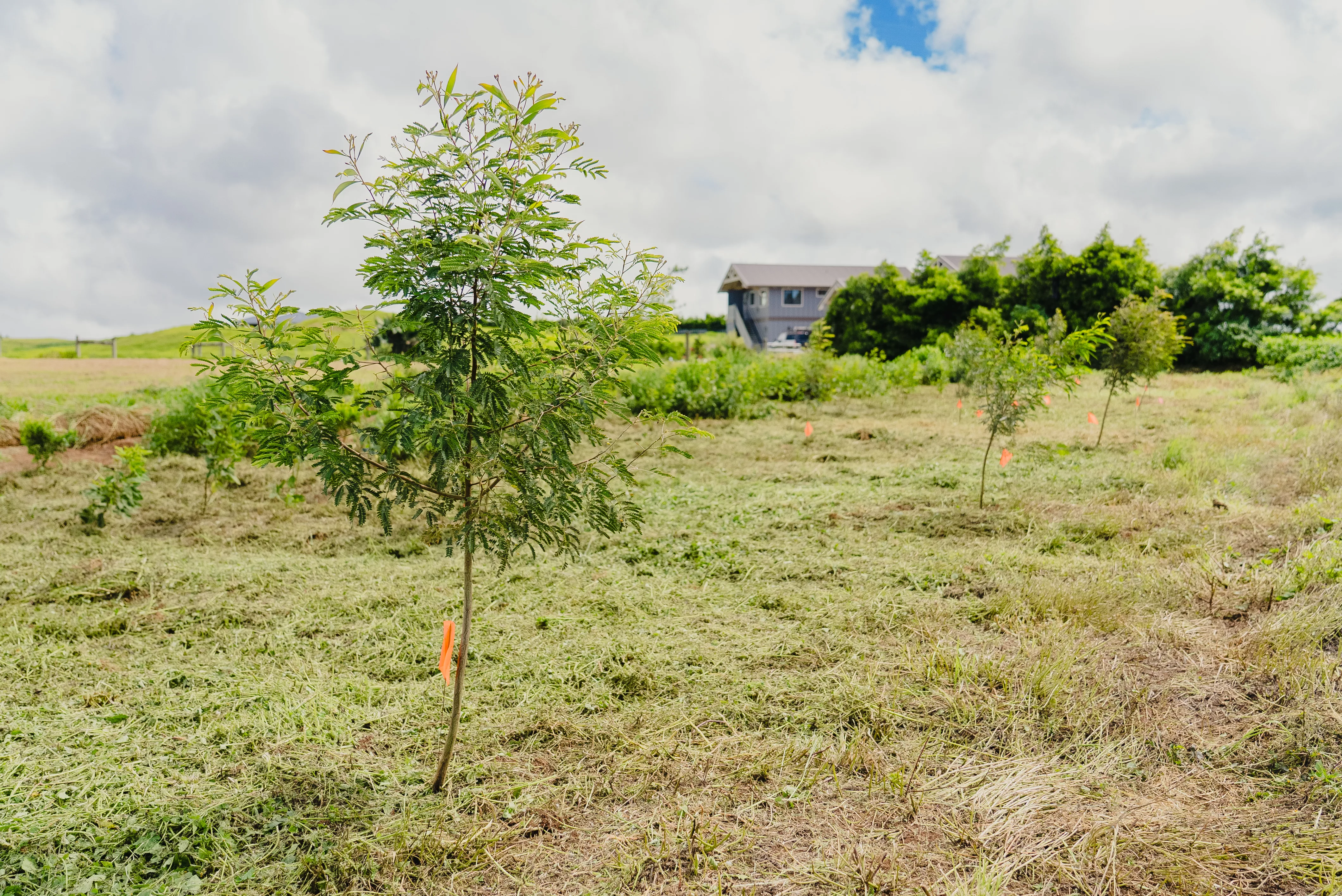 kohalacenter_nifa_bfrdp_hanamahiai_windbreak-1-jpg-3