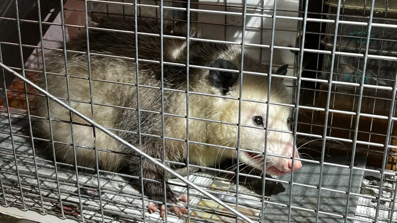 opossum2-december-2024-jpg-3