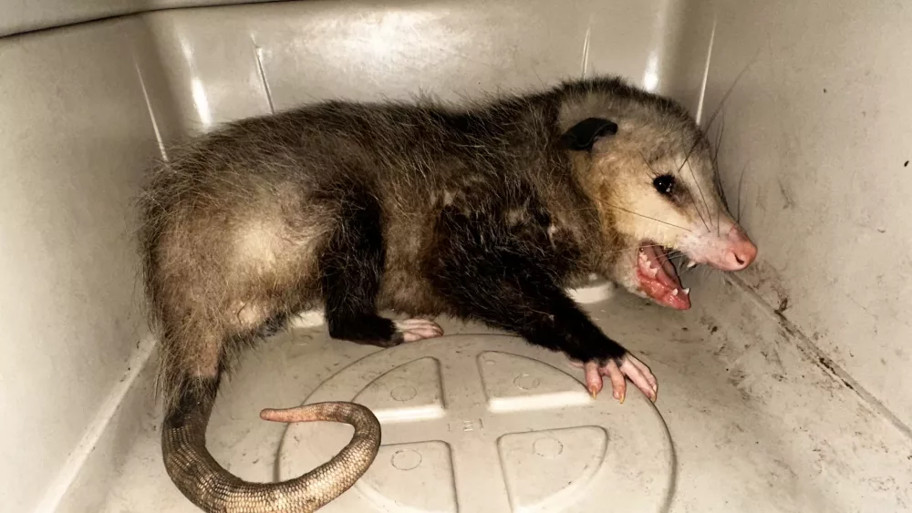 pq-kona-opossum-1-5-25-scaled-1-jpg-3