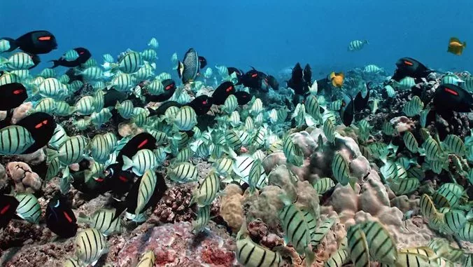 coral-reef-uh-photo-jpg-3