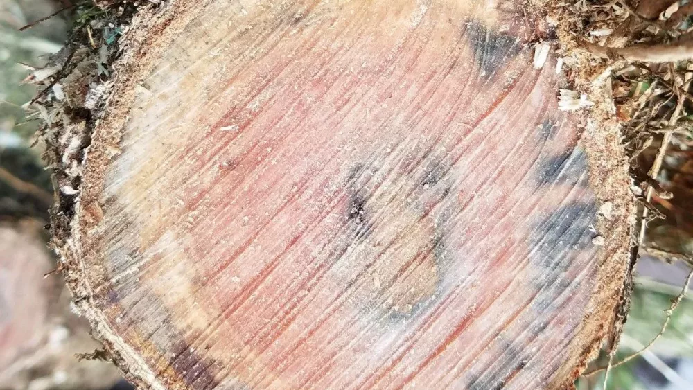 maui-rapid-ohia-maui-dlnr-huliohia-cookie_cropped-jpg-3