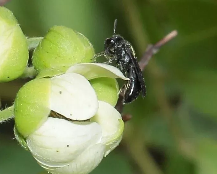 new-bee-on-molokai-dlnr-photo-jpg-3