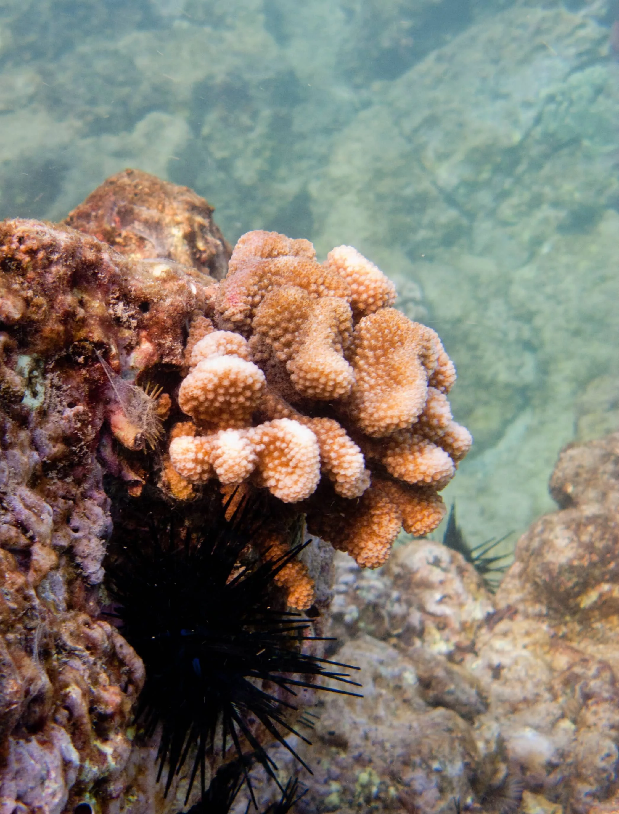 dar_klkramer_coral_spawning_dlnr-jpg-12