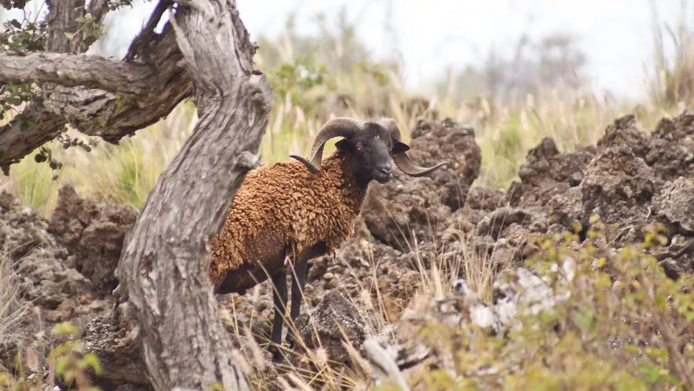 feral-sheep-hawaii-island-pc-riley-demattos-1-jpg-3