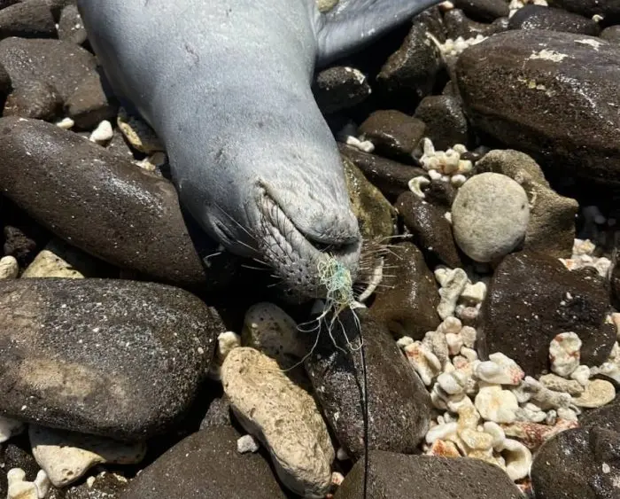rs34-deceased-trailing-line-oahu-noaa-fisheries-jpg