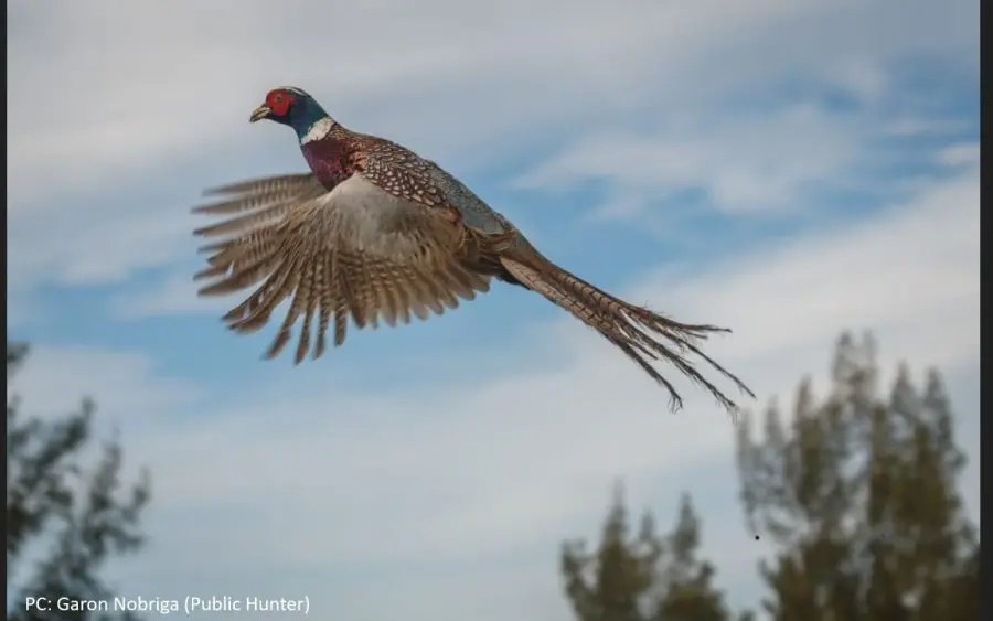 game-bird-hunting-season-dlnr-photo-jpg-2