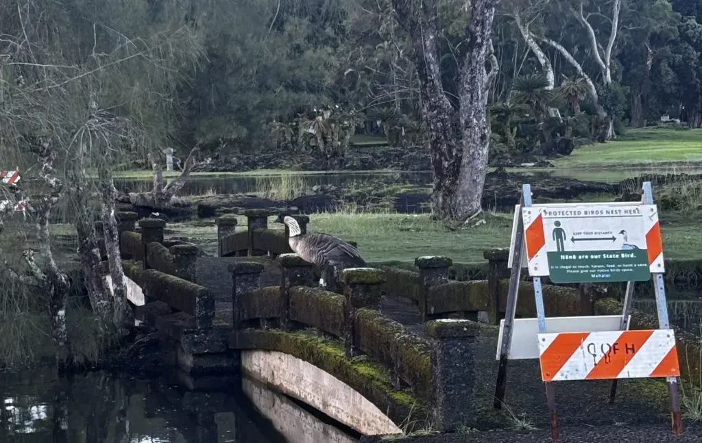 nene-in-hilo-dlnr-photo-jpg-3