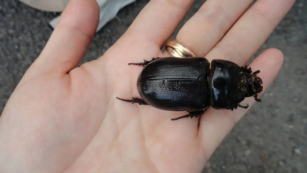 coconut-rhinocerous-beetle-dept-of-ag-picture-jpeg-46