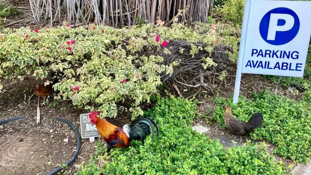 feral-hawaii-chicken-ap-photo-jpg-3