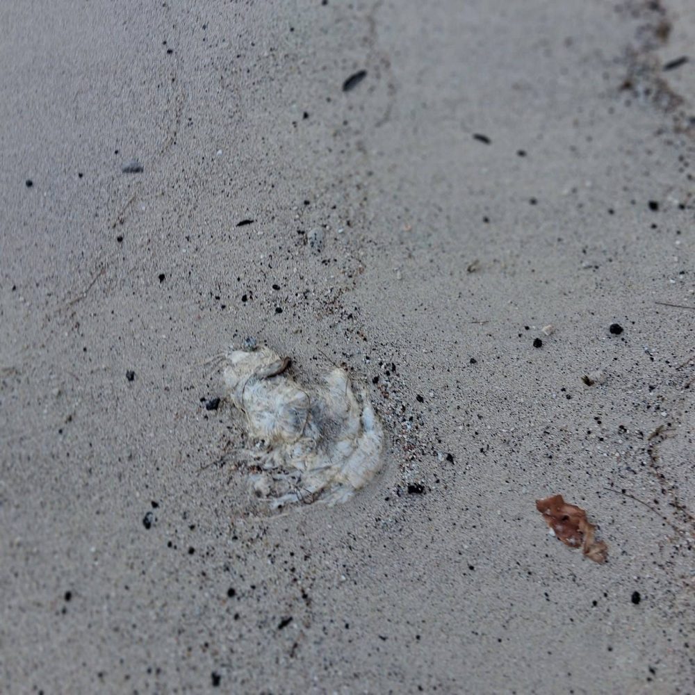 DLNR Monitoring Potential Public Health Risk from Whale Carcass off Kona Coast