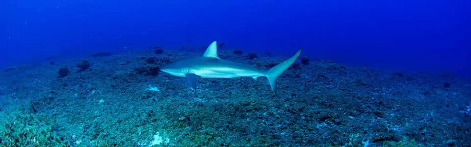 dlnr-shark-photo-jpeg-10