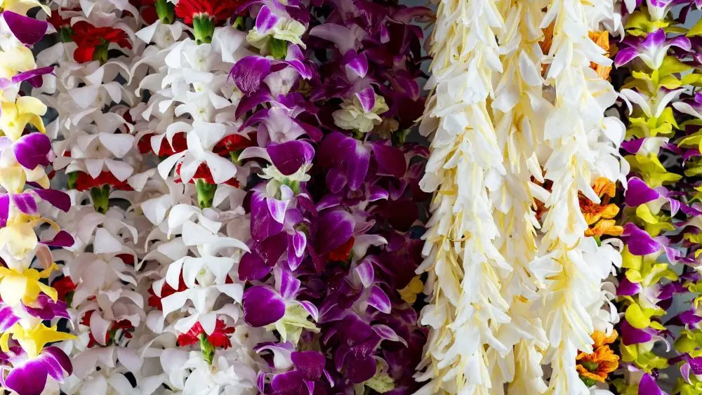 flower-lei-ap-photo-jpg-3