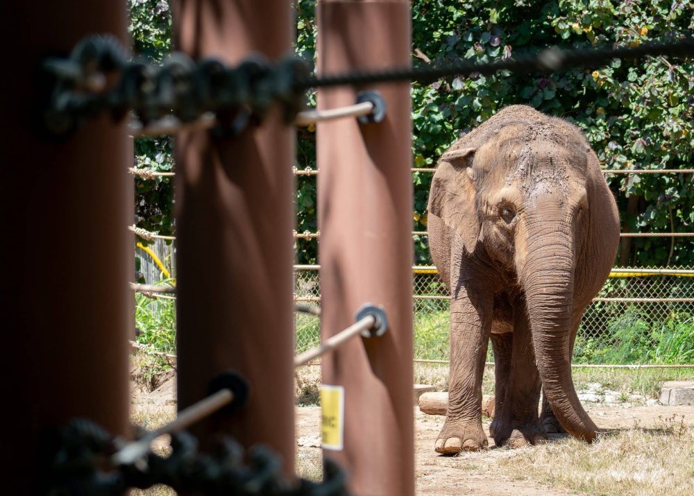 Hawaiʻi Court to Decide if Animals Should Have Human Rights
