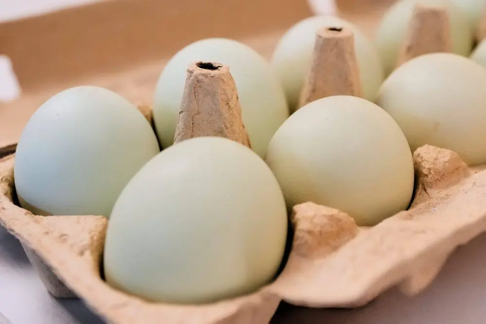 eggs-ap-photo-jpg-9