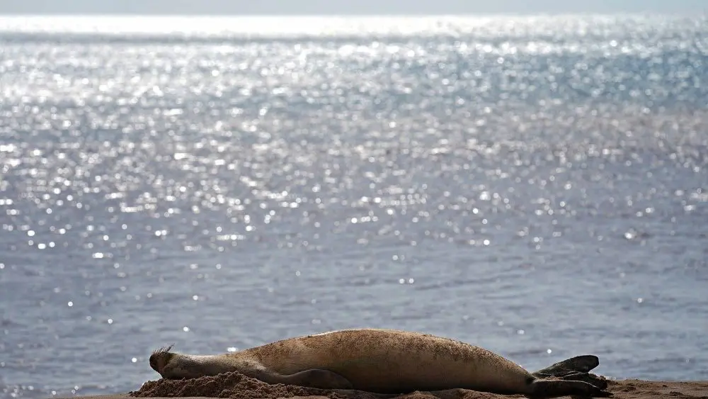 hawaiian-monk-seal-rs04-ap-photo-jpg-3