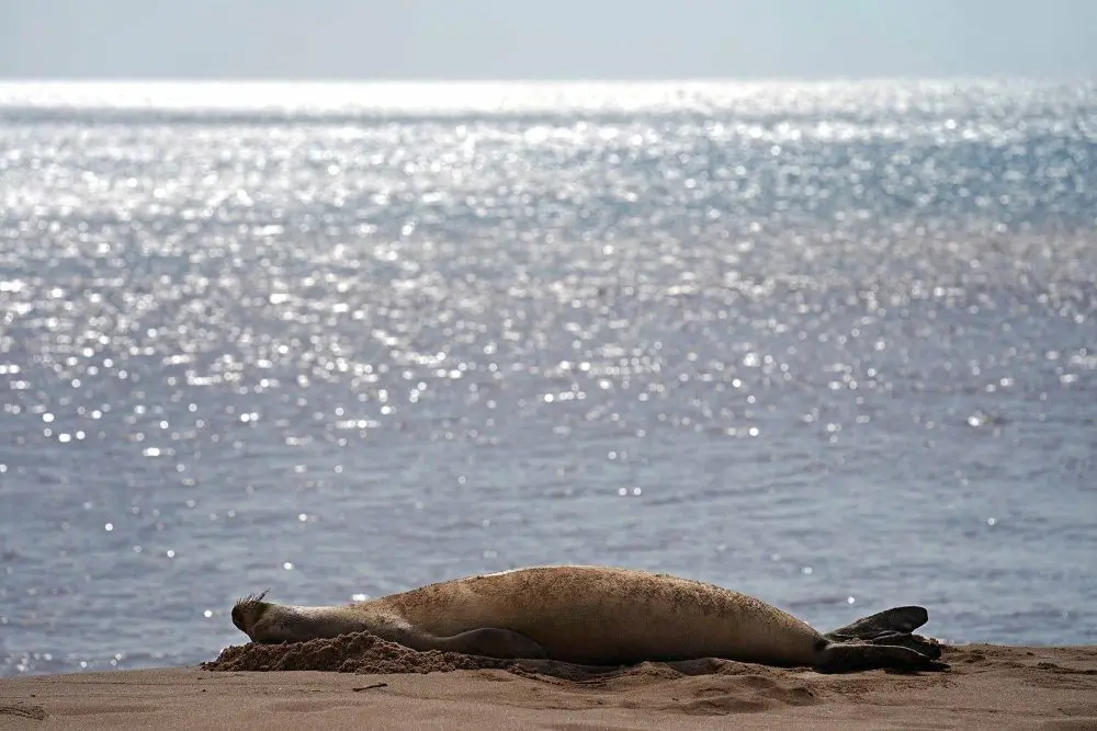 hawaiian-monk-seal-rs04-ap-photo-jpg-3