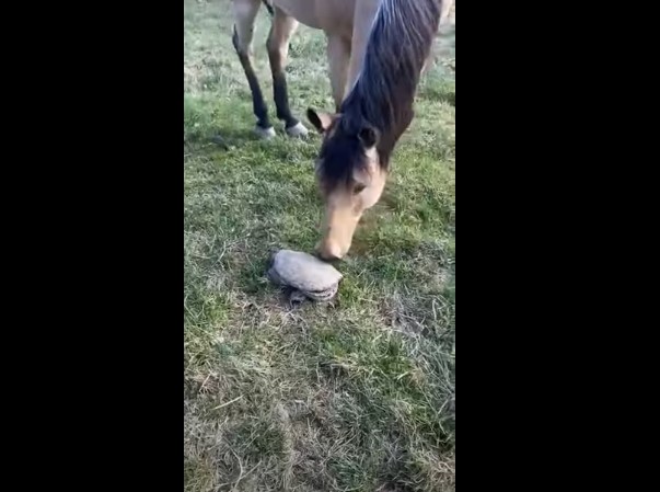 horse-and-turtle