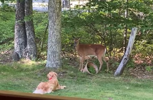 buddies-dog-and-deer