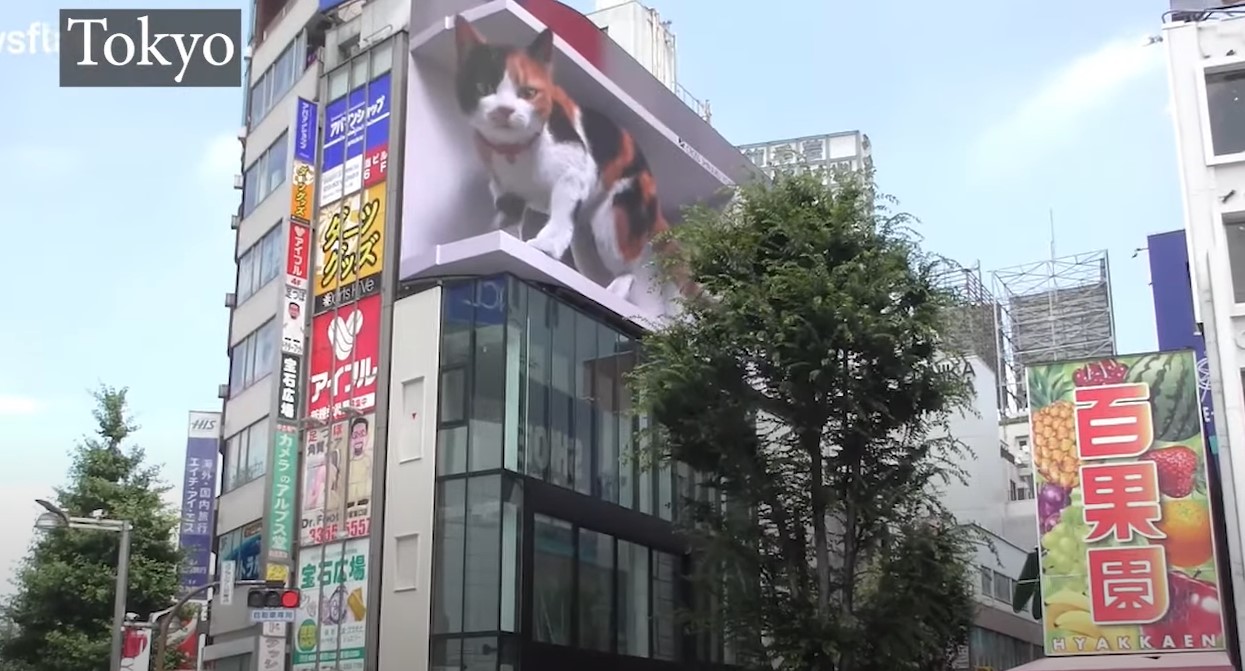 cat-billboard