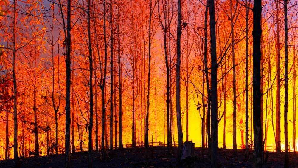 shutterstock_1894805569