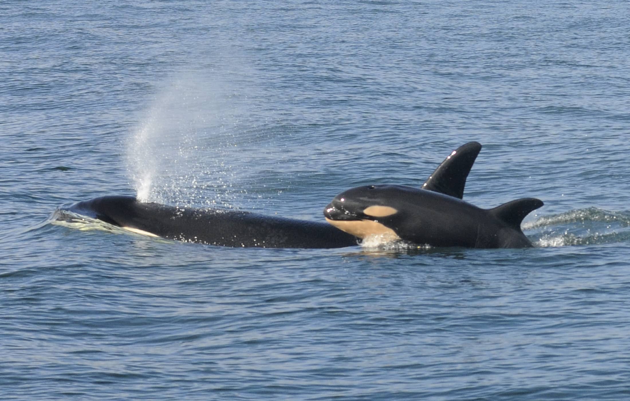 handout-photo-of-a-female-killer-whale-and-her-newborn-calf-are-seen-in-grays-harbor