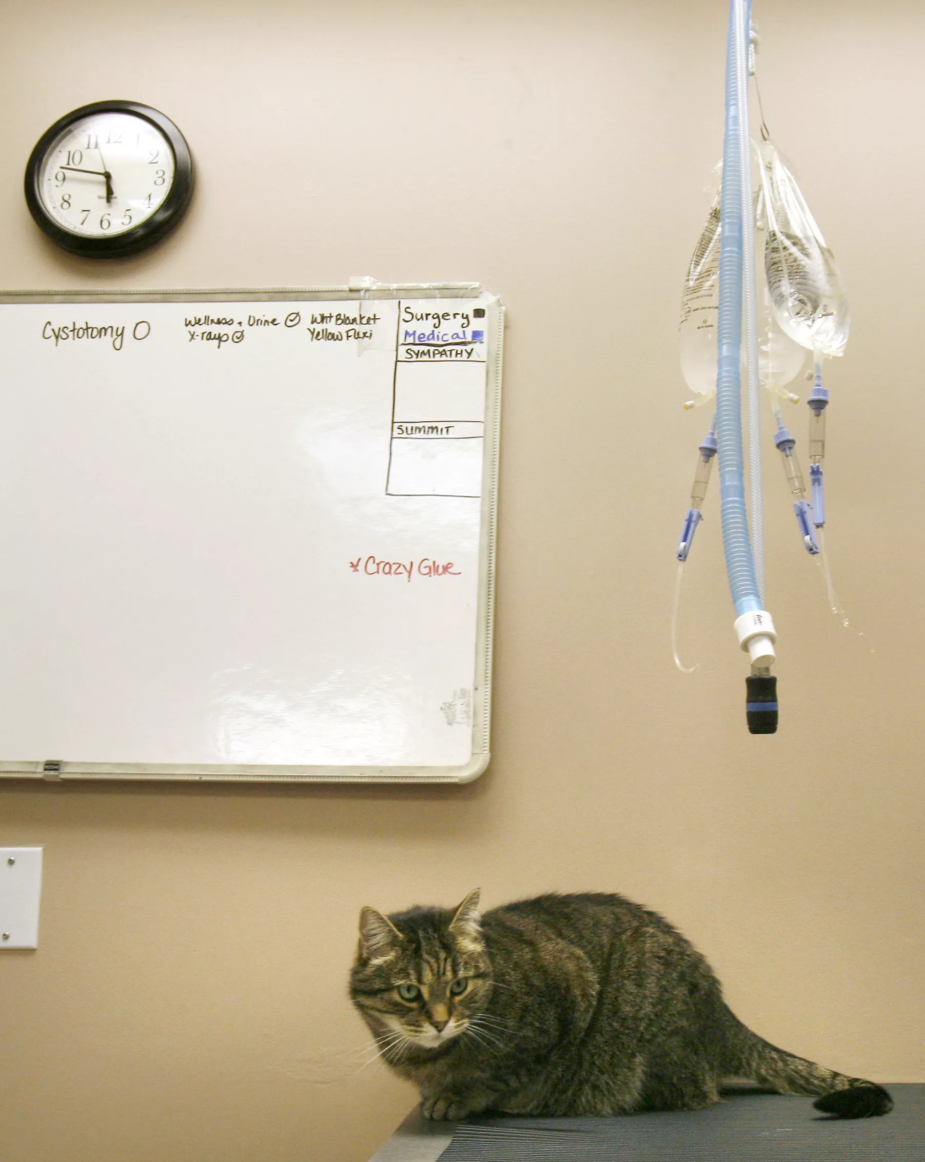 cat-sits-on-examination-table-in-a-mississauga-veterinary-clinic