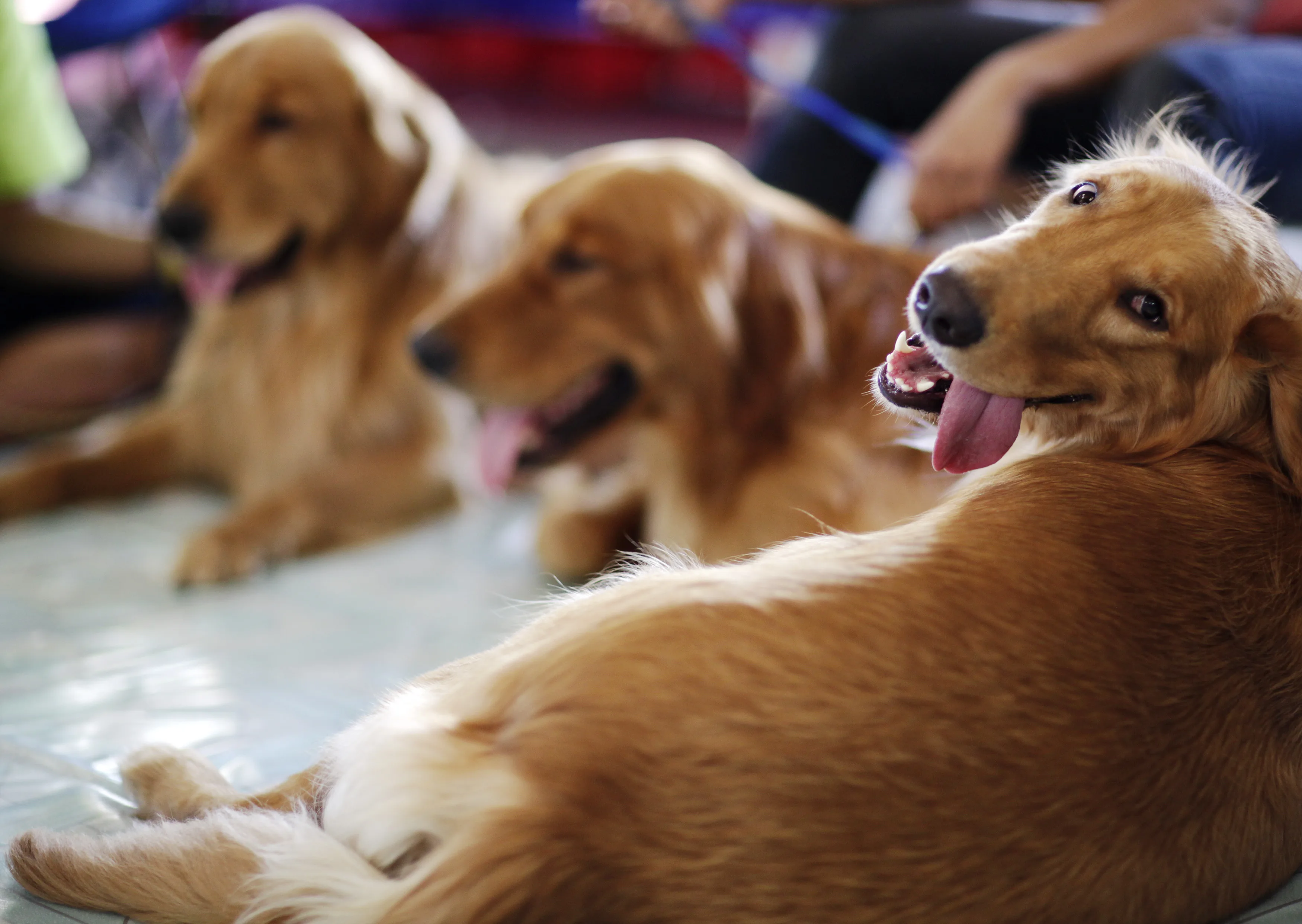golden-retrievers-rest-before-a-dog-grooming-show-in-ortigas-metro-manila
