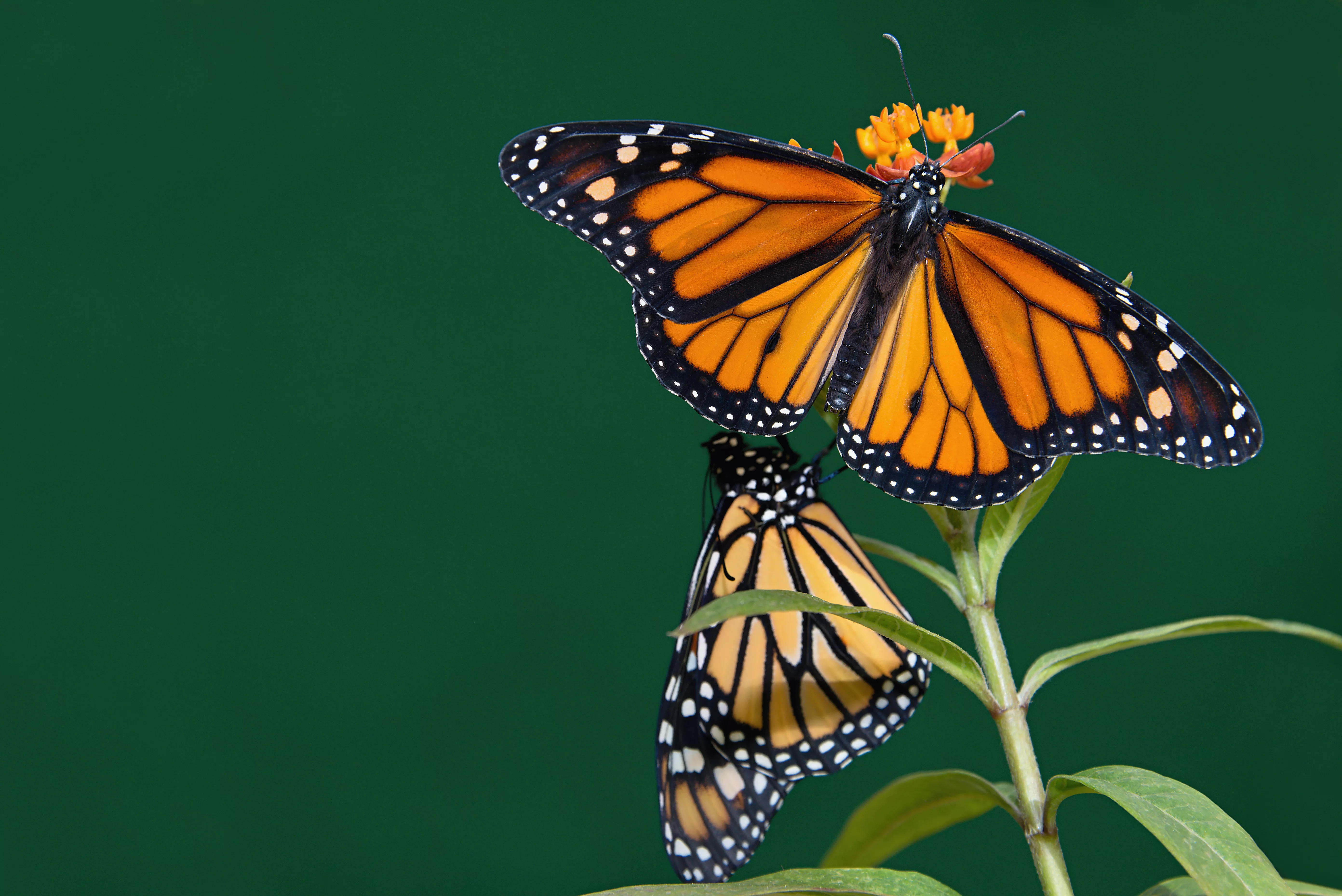 adobestock_157387493-jpeg