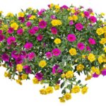 petunias-colorful-flowers-isolated-white-background-png-file-transparent-background-also-available-hanging-flowers-basket-163357943
