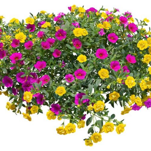 petunias-colorful-flowers-isolated-white-background-png-file-transparent-background-also-available-hanging-flowers-basket-163357943