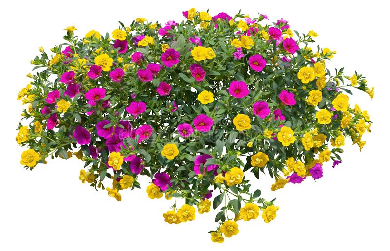 petunias-colorful-flowers-isolated-white-background-png-file-transparent-background-also-available-hanging-flowers-basket-163357943