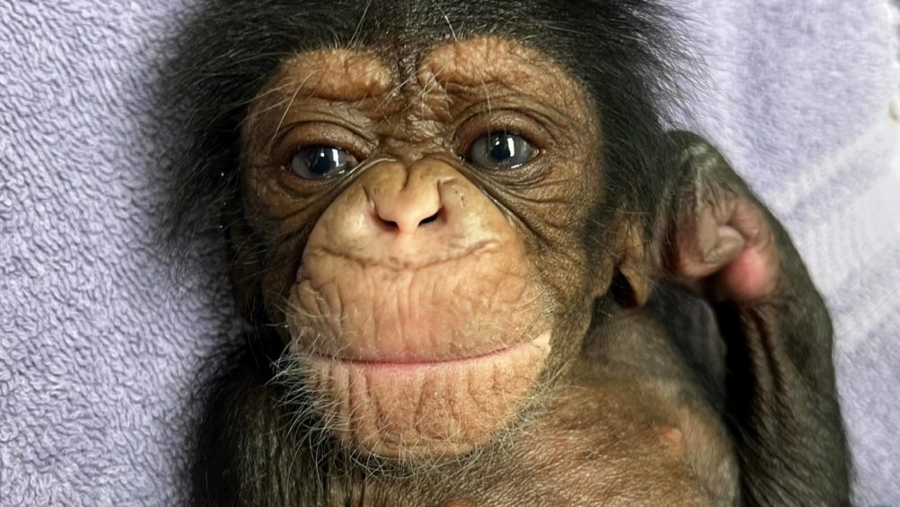 chimpanzee-baby