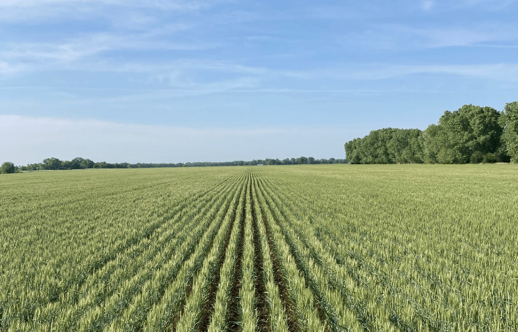 farm-field