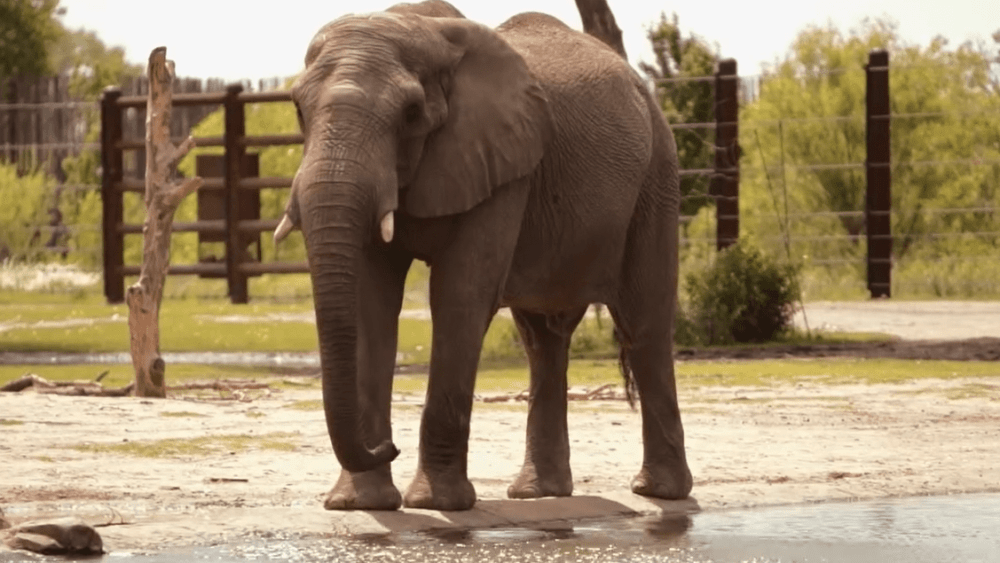 zoo-elephant