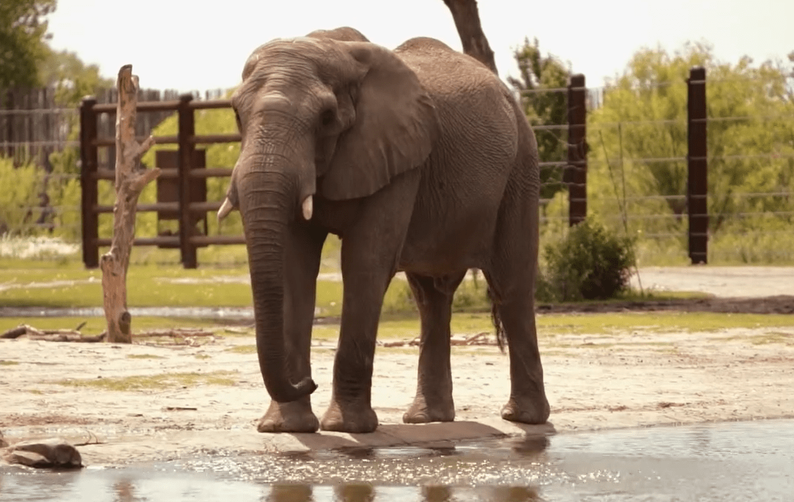 zoo-elephant
