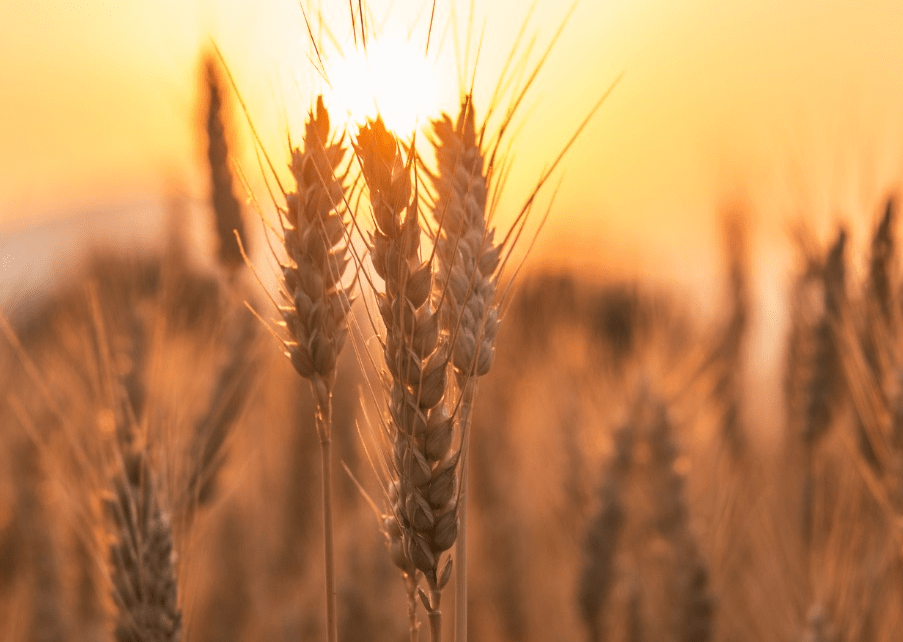 wheat-field-2