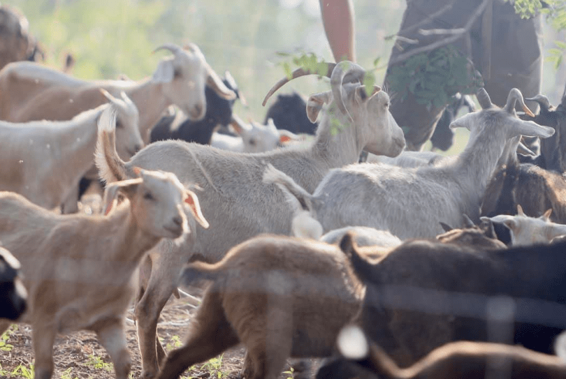 wichita-park-goats