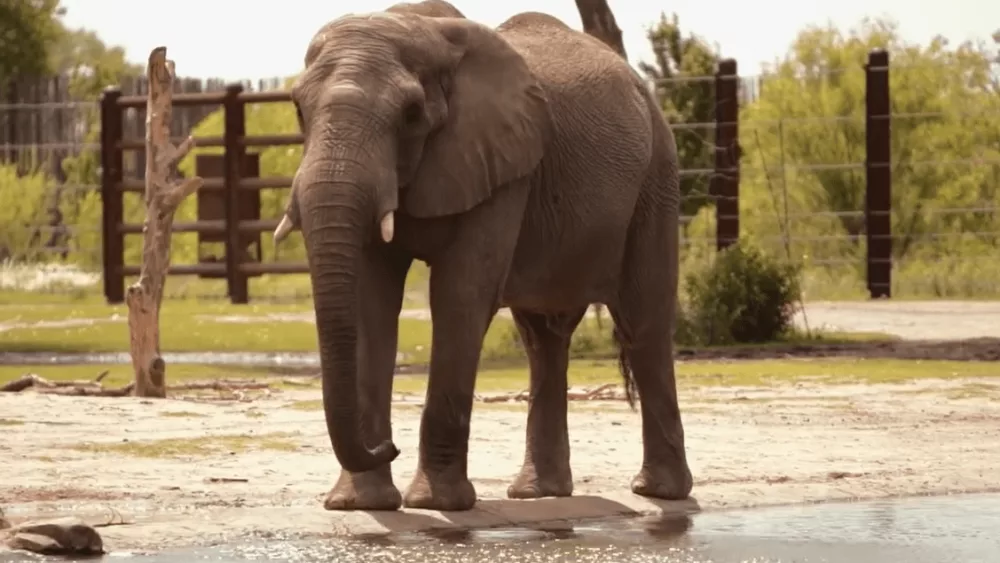 zoo-elephant-2